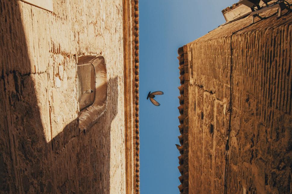 Free Image of Bird Flying Next to Building 