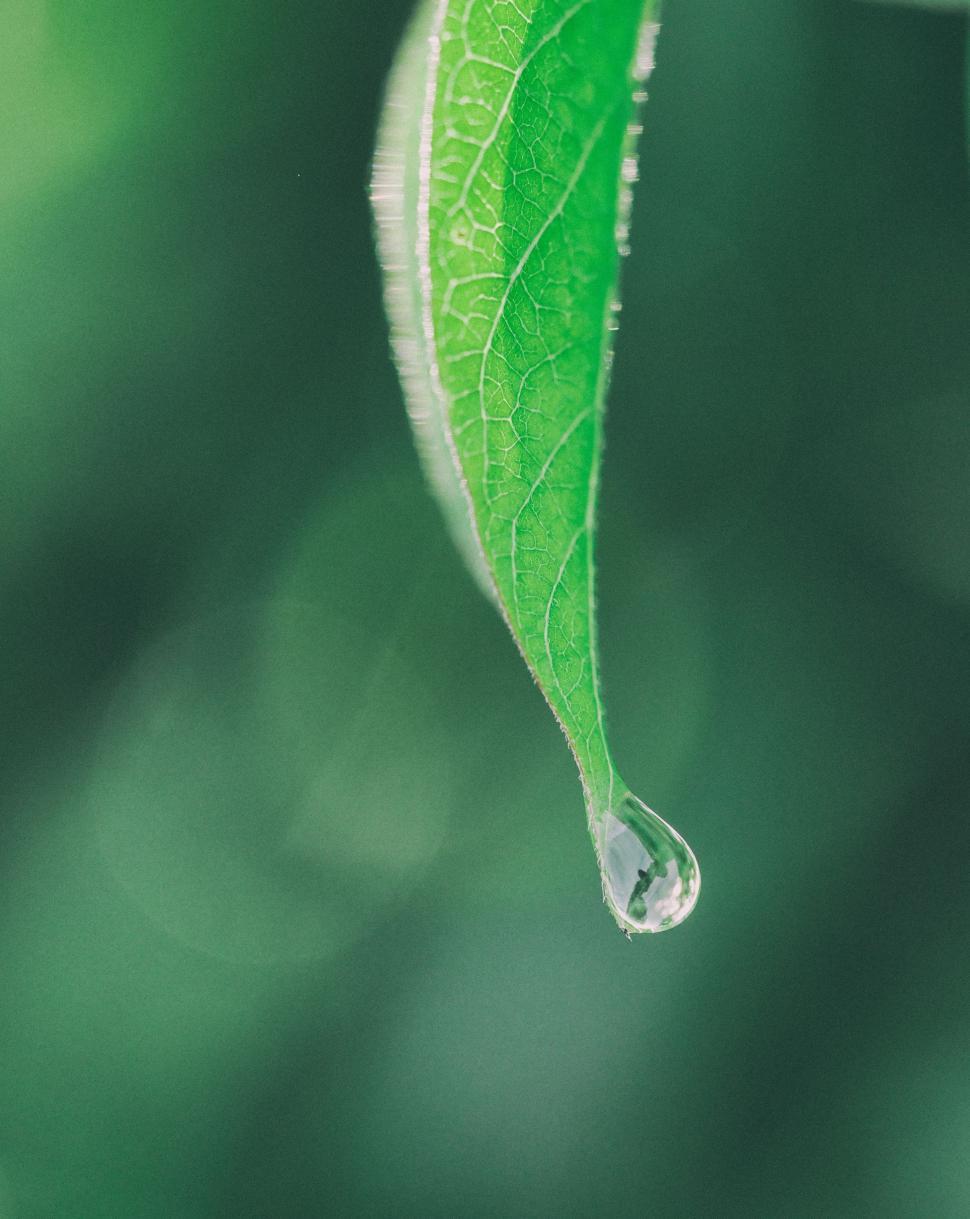 Free Image of Green Leaf With Water Droplet 