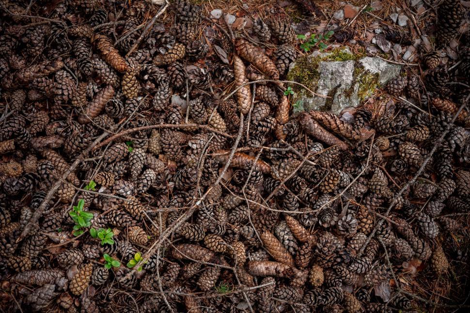 Free Image of A Pile of Pine Cones on Forest Floor 