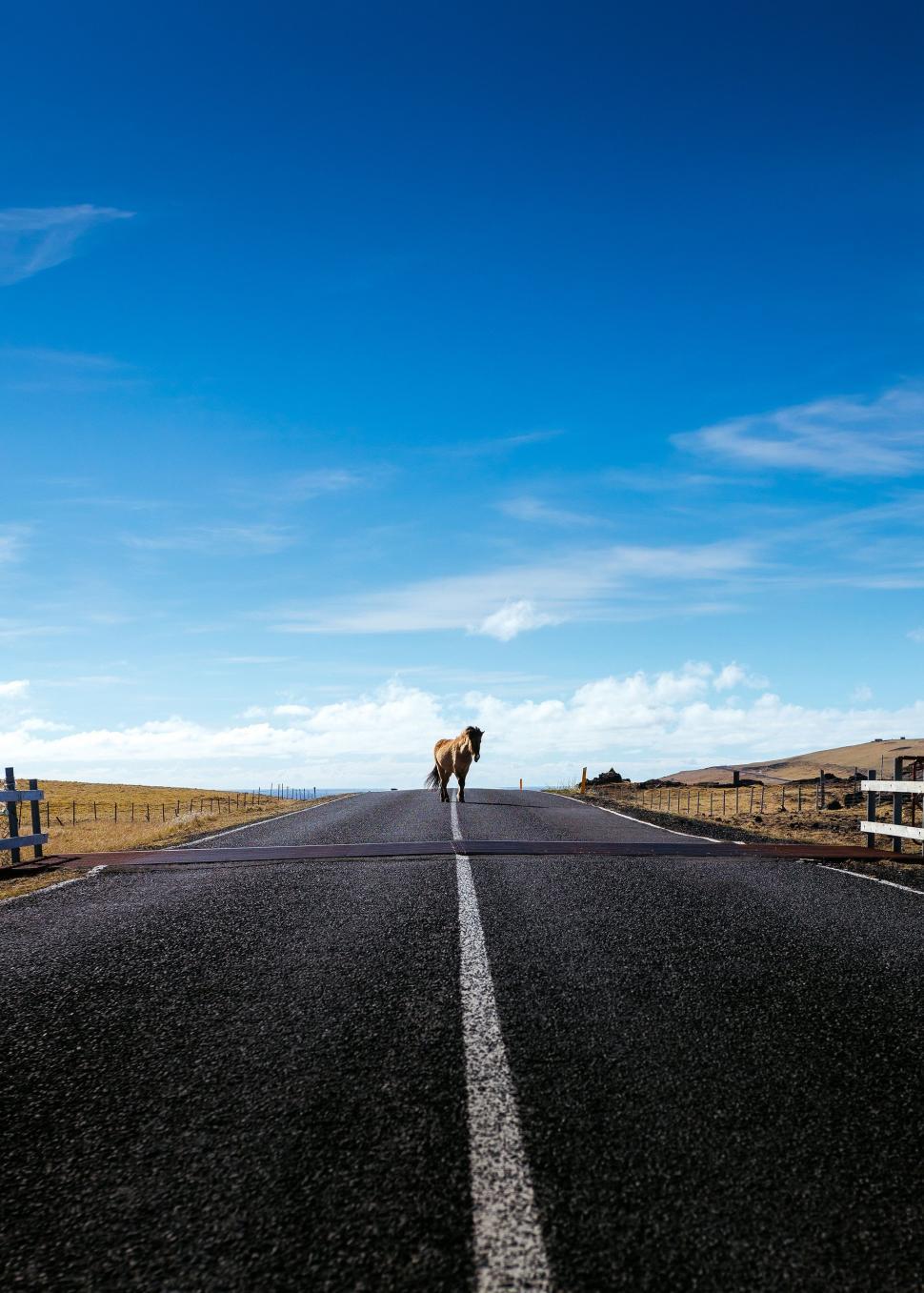 Free Image of Lone Horse Standing in Middle of Road 