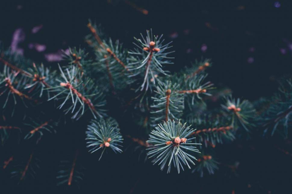 Free Image of Close Up of Pine Needles on a Tree 