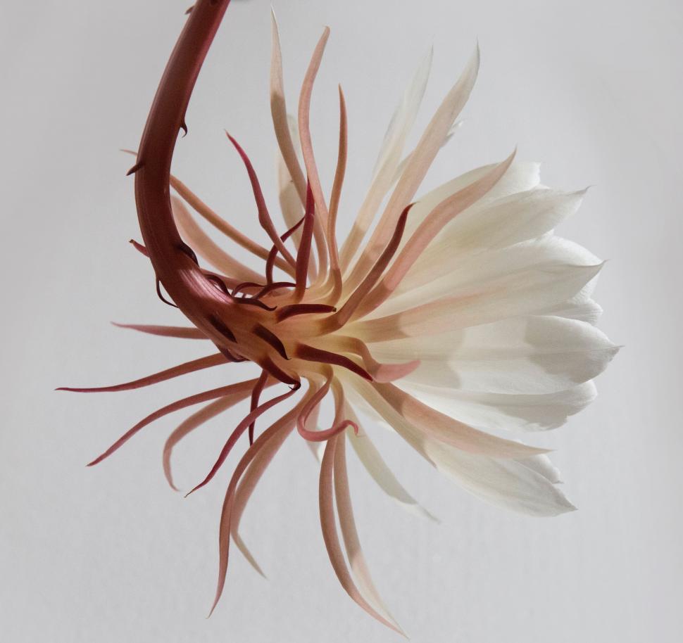 Free Image of White Flower With Brown Stems on White Background 