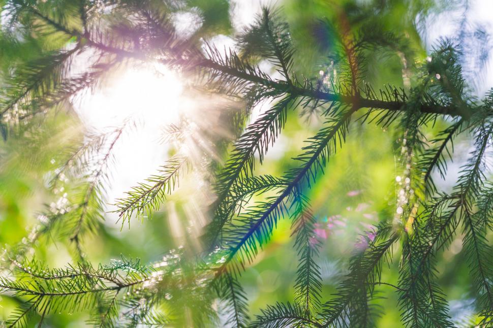 Free Image of Sun Shining Through Pine Tree Branches 