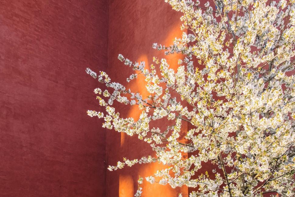 Free Image of White Tree Standing in Front of Red Wall 