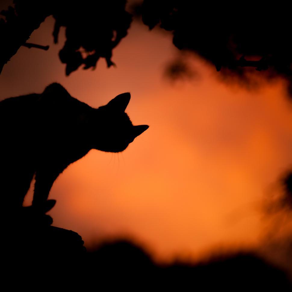 Free Image of Silhouette of a Cat Sitting on Top of a Tree 