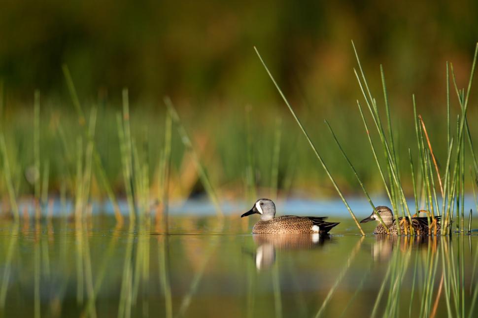 Free Image of Ducks Floating on Top of a Lake 