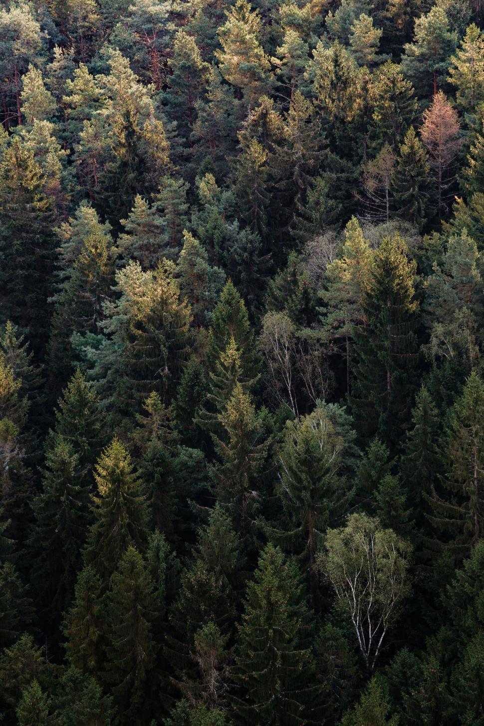 Free Image of Towering Trees Dominating Forest Canopy 