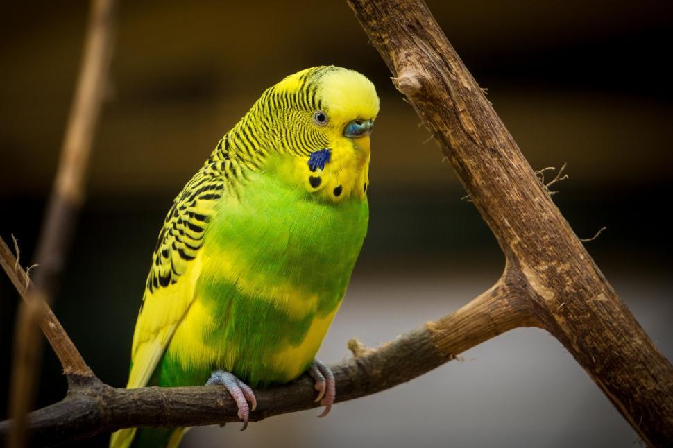 Free Image of Green and Yellow Bird Perched on Tree Branch 