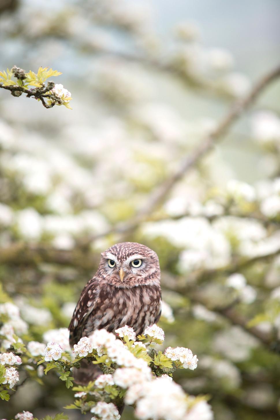 Free Image of Small Owl Perched on Tree Branch 