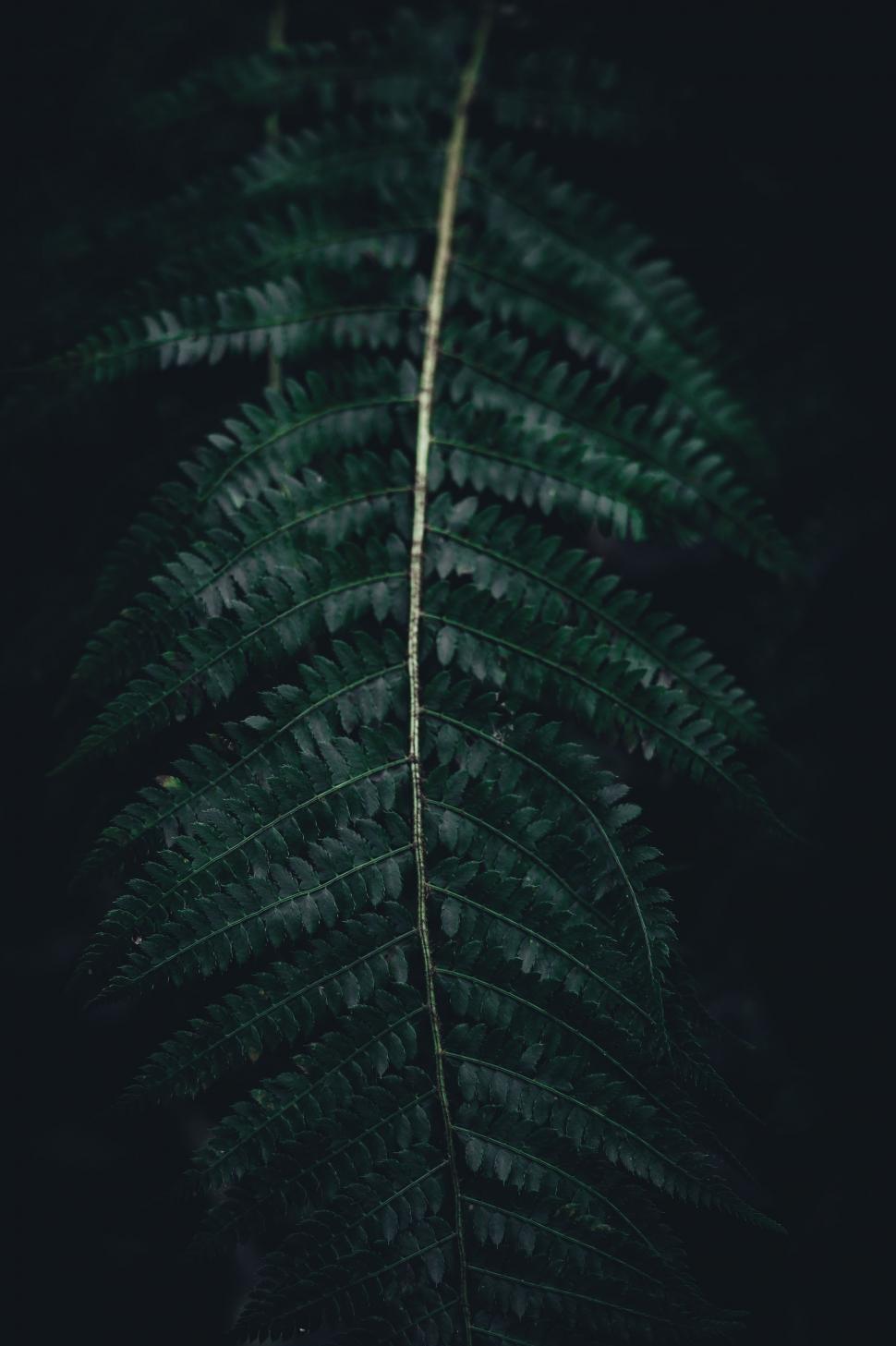 Free Image of Close-Up of Fern Leaf in the Dark 