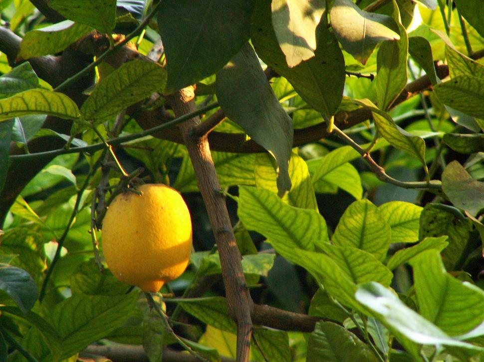 Free Image of Lemon tree 
