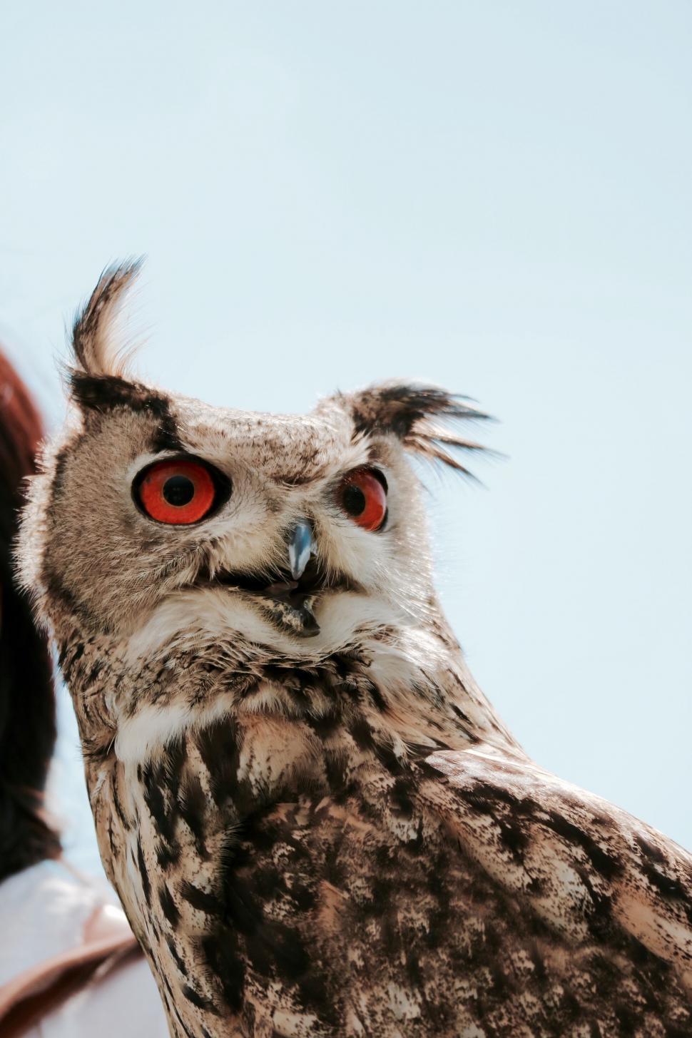 Free Image of Close Up of an Owl With Red Eyes 