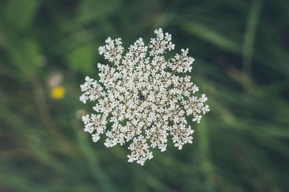 Free Image of Close Up of a Snowflake in the Grass 