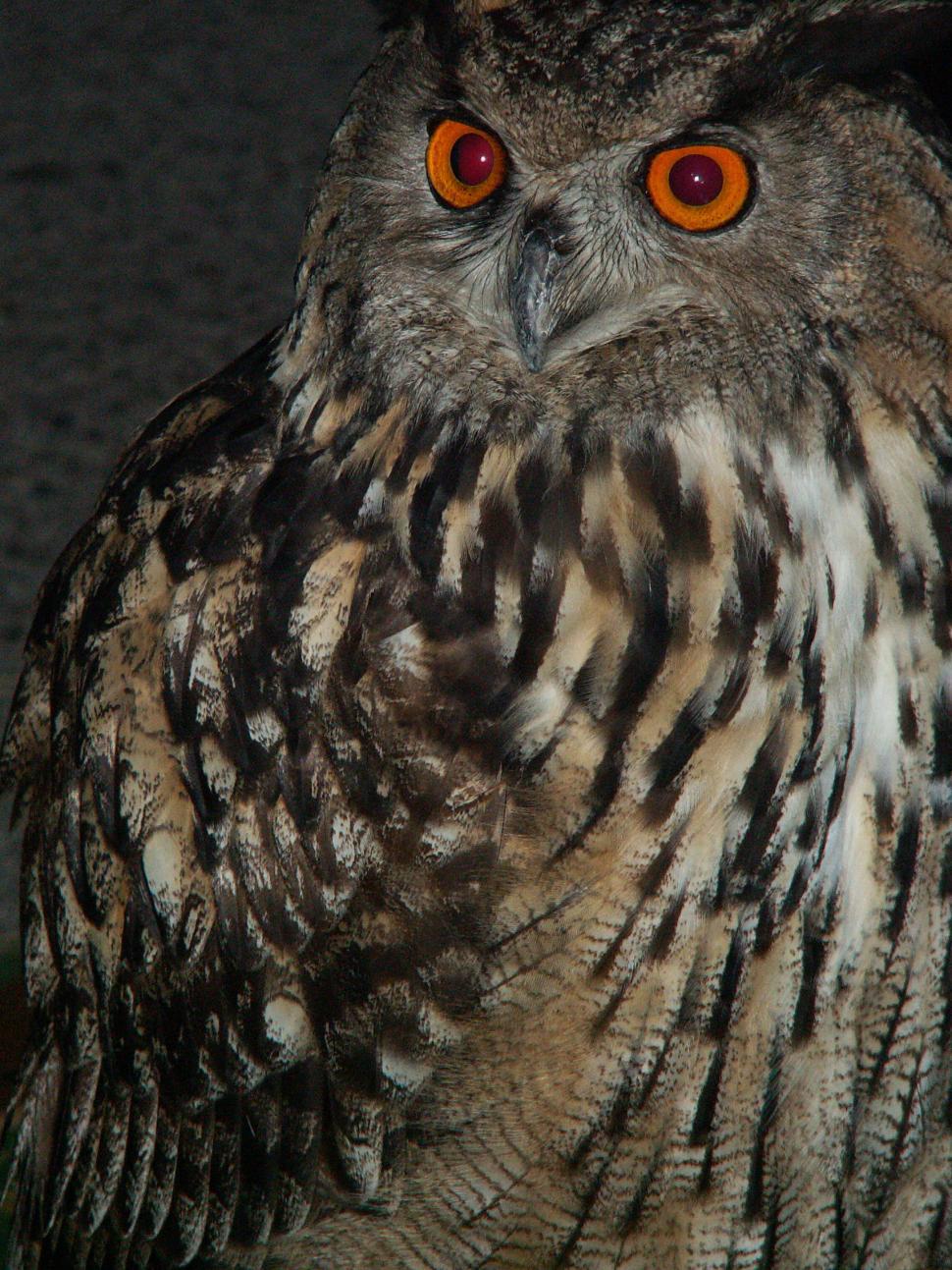 Free Image of Owl 