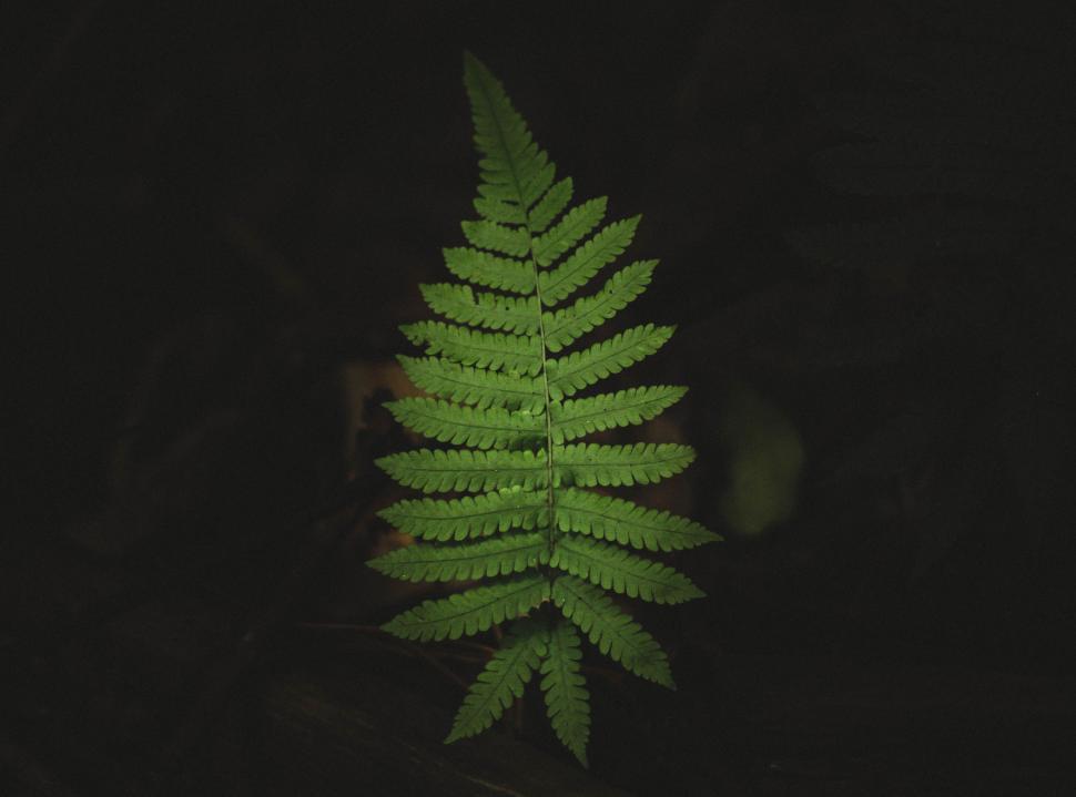 Free Image of Glowing Green Leaf in the Dark 