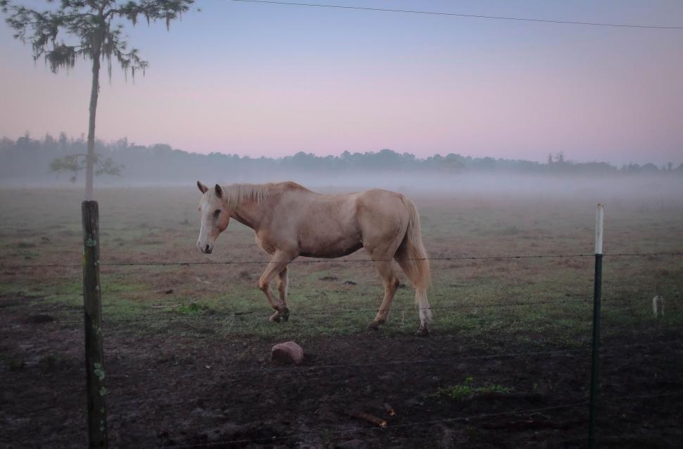Free Image of Horse Standing in Field With Fog 
