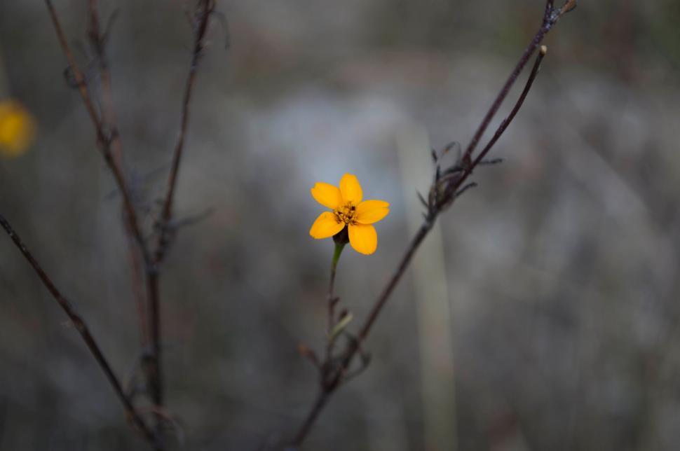 Free Image of Small Yellow Flower on Tree Branch 