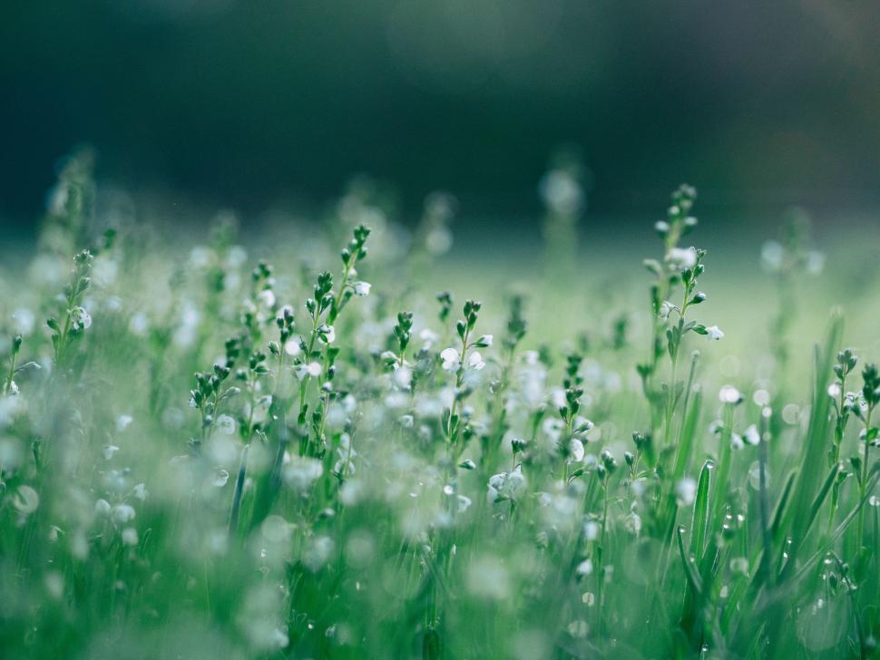Free Image of Field of Green Grass With White Flowers 