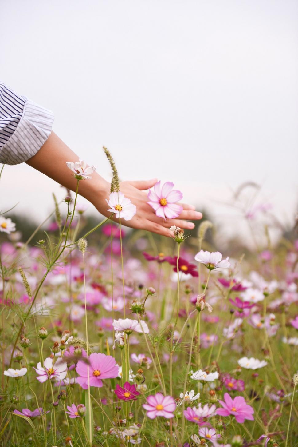 Free Image of Person Reaching for Flower in Field 