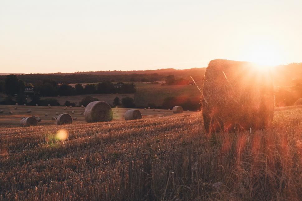 Free Image of Cow Standing in Field With Hay Bales 