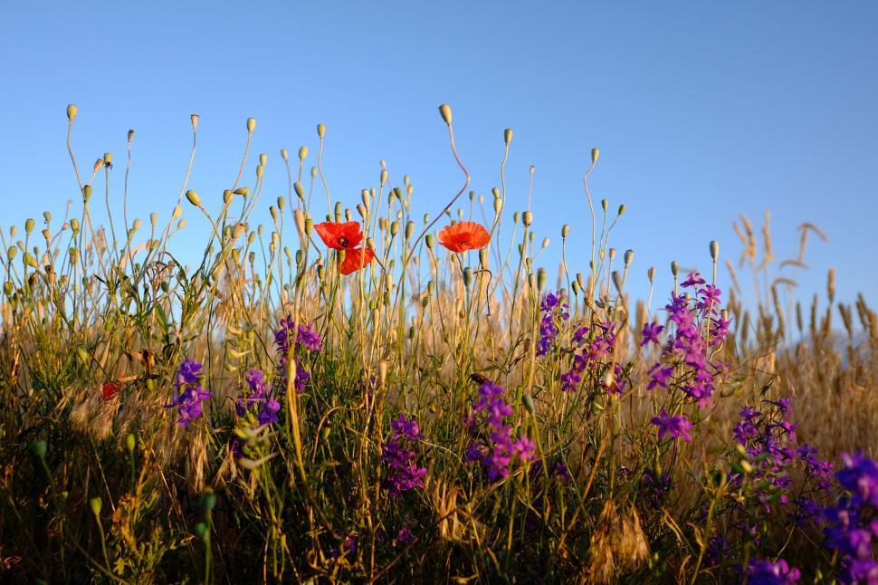 Free Image of Field Full of Purple and Red Flowers 