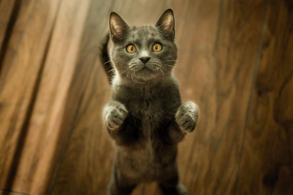 Free Image of Cat Standing on Hind Legs on Wooden Floor 