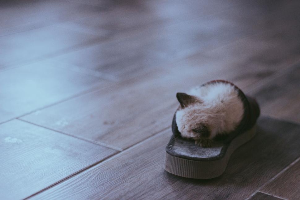 Free Image of Black and White Cat Resting on Wooden Floor 