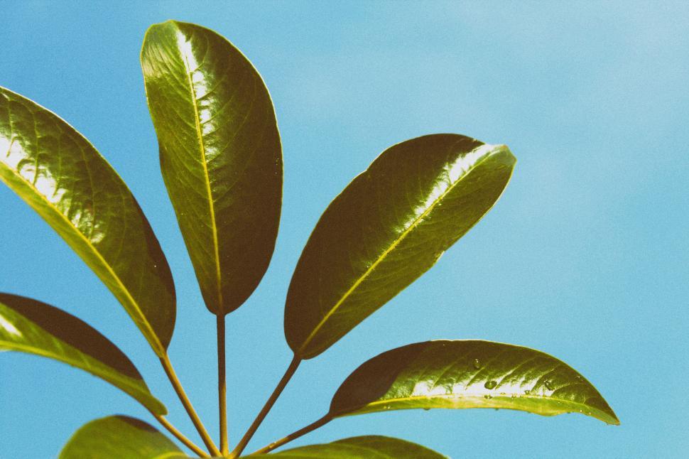 Free Image of Close Up of Leafy Plant Against Blue Sky 