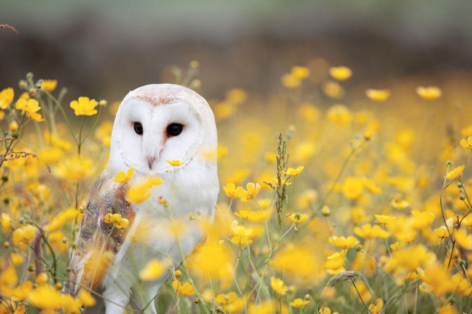 Free Image of Owl Standing in Field of Yellow Flowers 