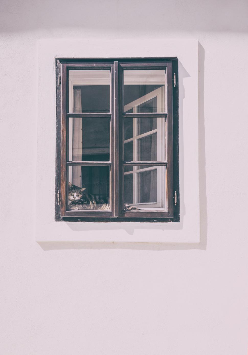 Free Image of Cat Looking Out the Window 