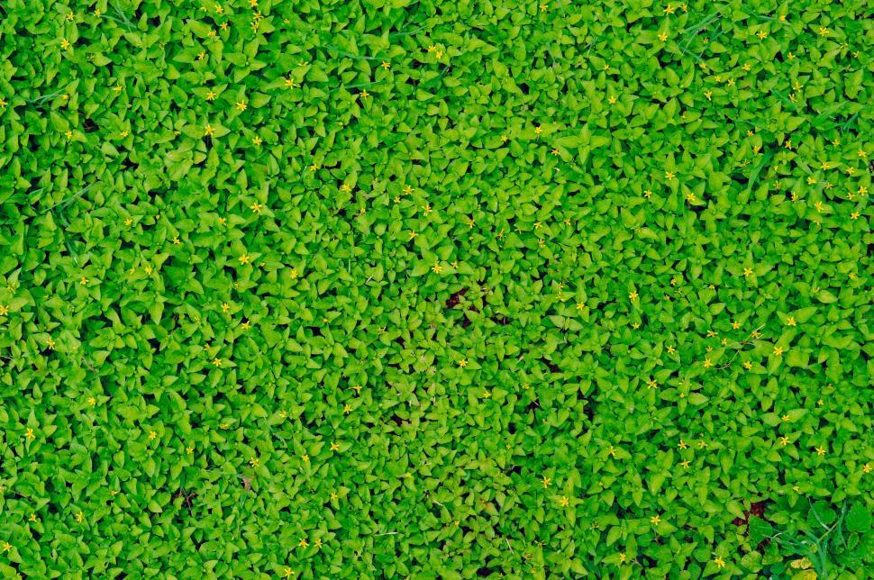 Free Image of Close Up of a Patch of Green Grass 