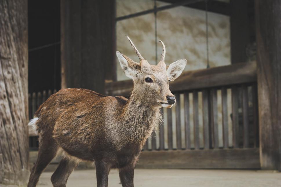 Free Image of Deer Standing in Front of Wooden Building 