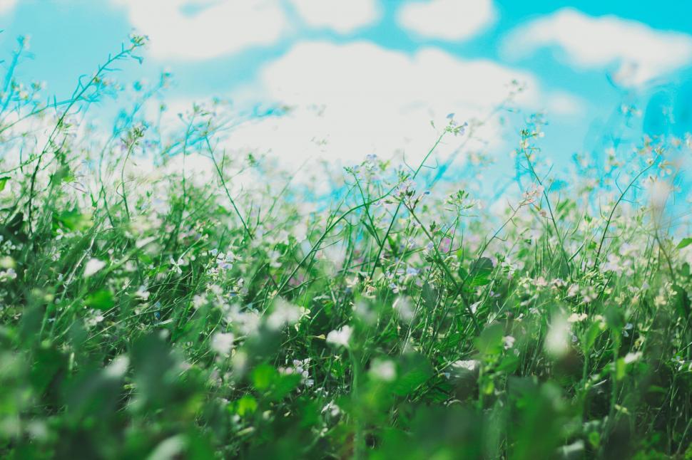 Free Image of Field of Grass With Sky Background 