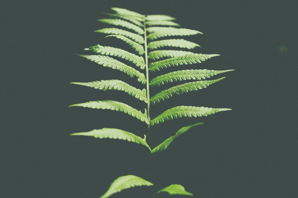 Free Image of Green Leaf on Black Background 