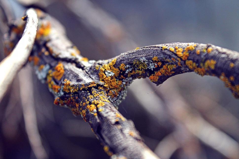 Free Image of Close Up of Tree Branch With Lichen 