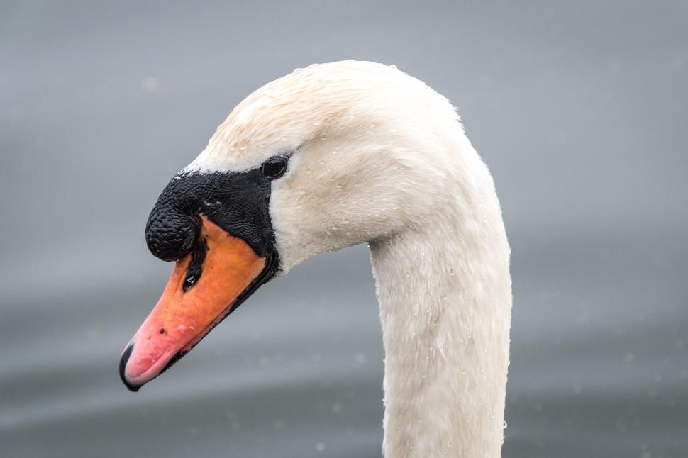 Free Image of Close Up of a White Swan With an Orange Beak 