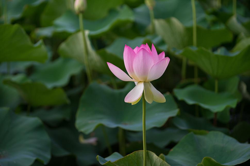 Free Image of Pink Lotus Flower Surrounded by Green Leaves 