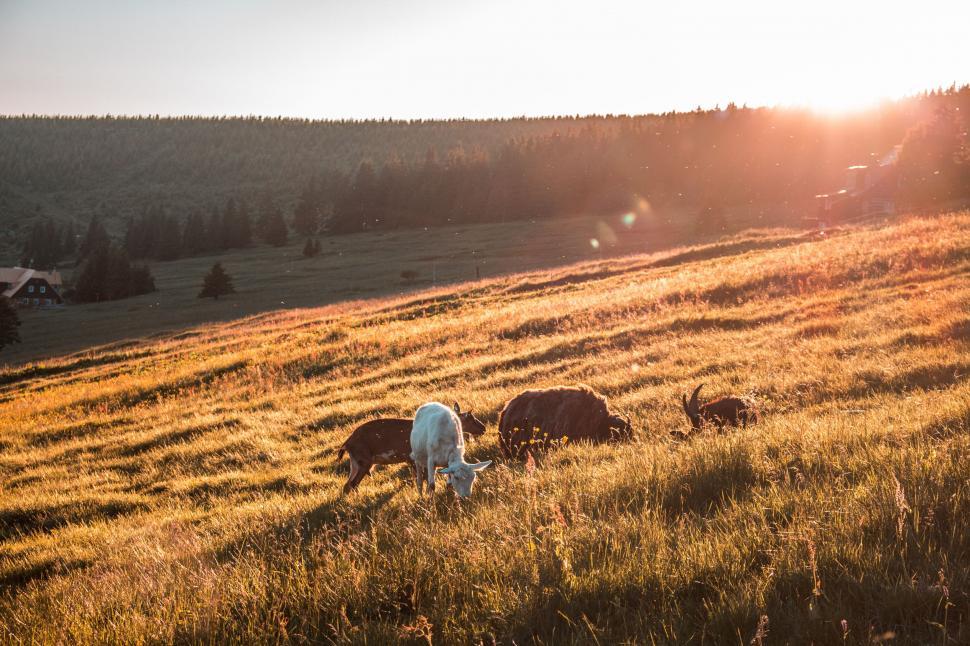 Free Image of Cattle Grazing on Lush Green Hillside 