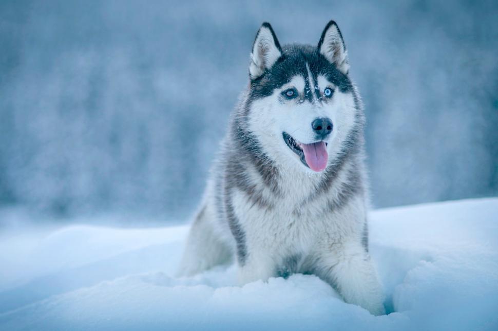Free Image of Husky Dog Sitting in Snow 