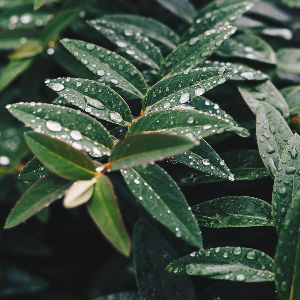 Free Image of Green Leaves With Water Droplets 