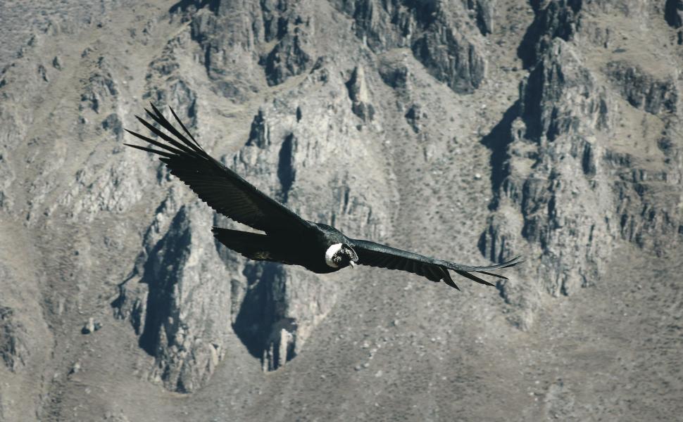 Free Image of Bird Flying Over Mountain 