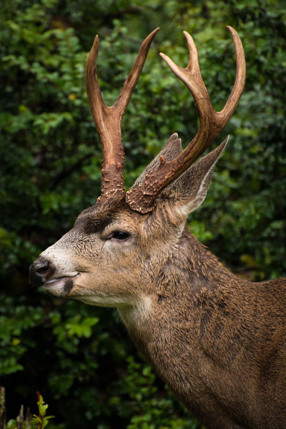 Free Image of Close-Up of a Deer With Antlers on Its Head 