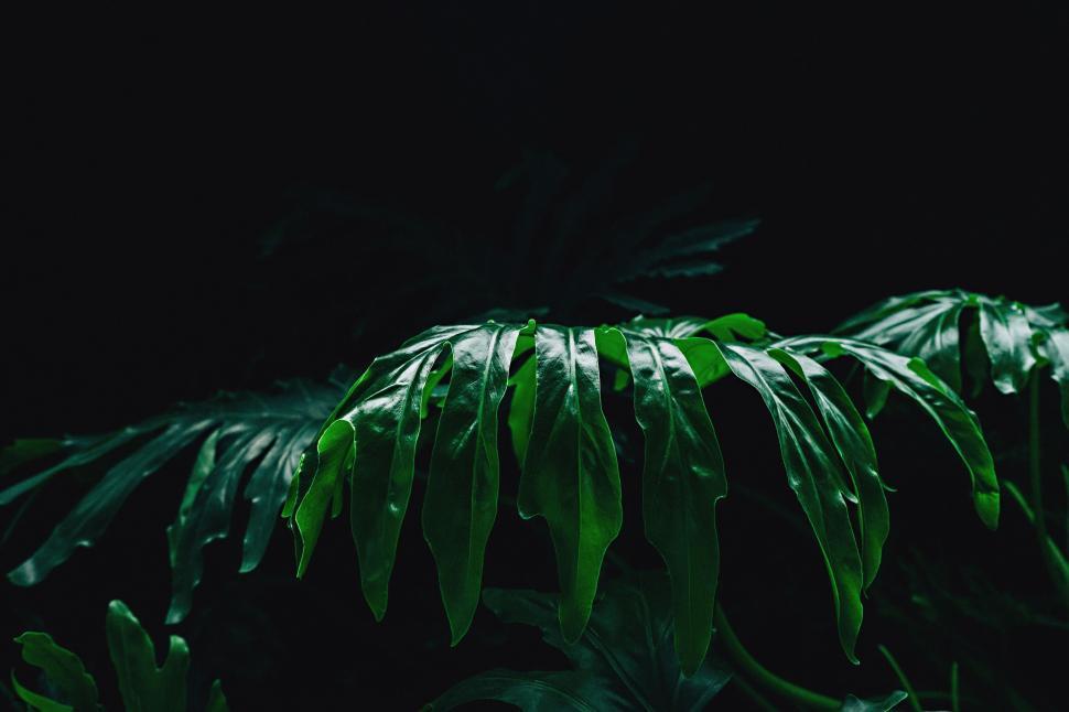 Free Image of Verdant Plant With Abundant Leaves in Dim Light 
