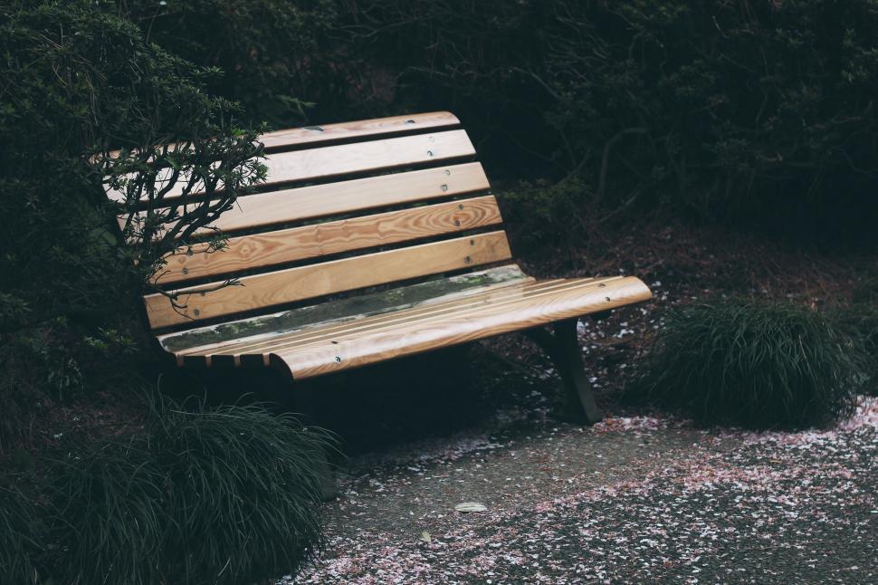 Free Image of Wooden Bench in Forest Clearing 