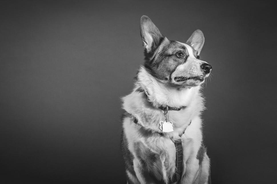 Free Image of A Black and White Photo of a Dog 