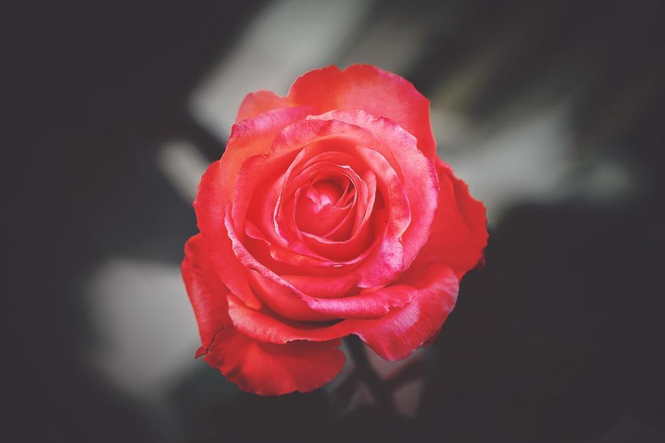Free Image of Red Rose on Black Background 