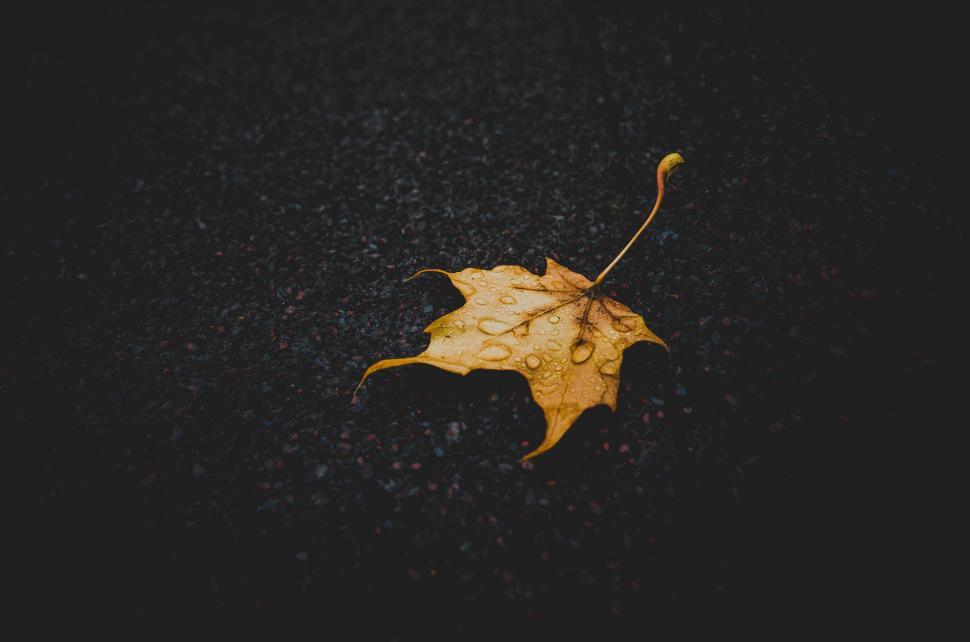 Free Image of Yellow Leaf on Black Surface 