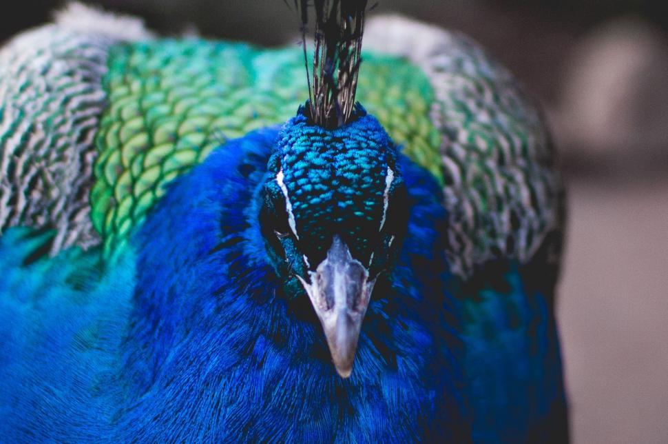 Free Image of Close Up of a Blue and Green Bird 