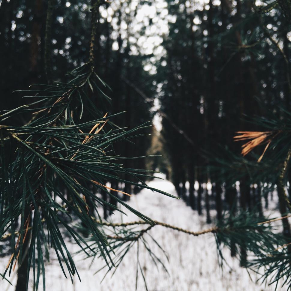 Free Image of Pine Tree Standing in Snowy Forest 