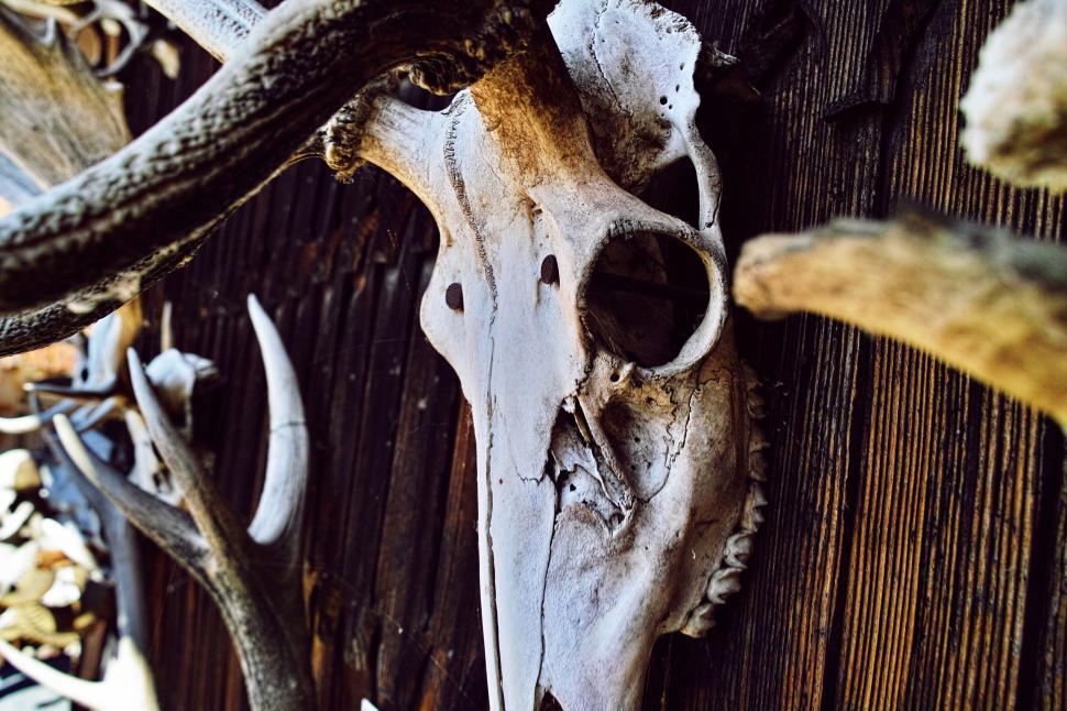 Free Image of Close Up of Animal Skull on Wooden Wall 